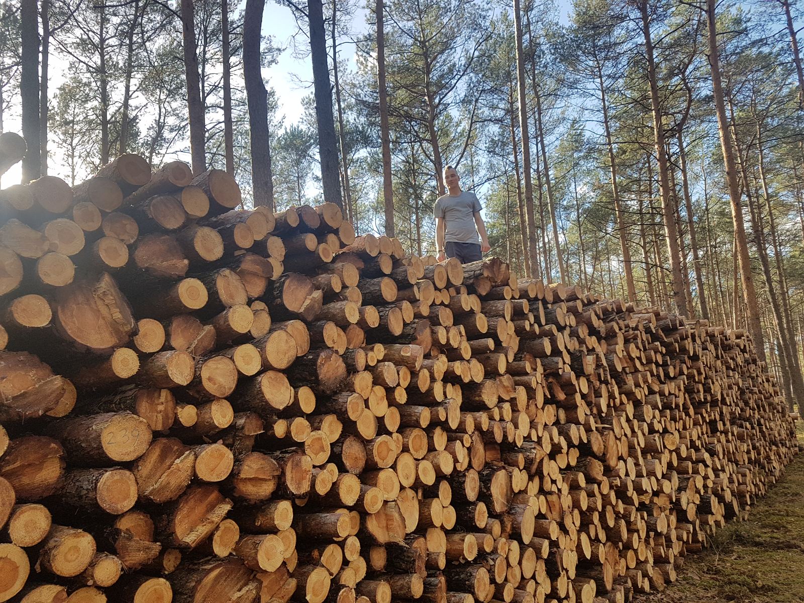 2. W lesie między Ochlą a Świdnicą.